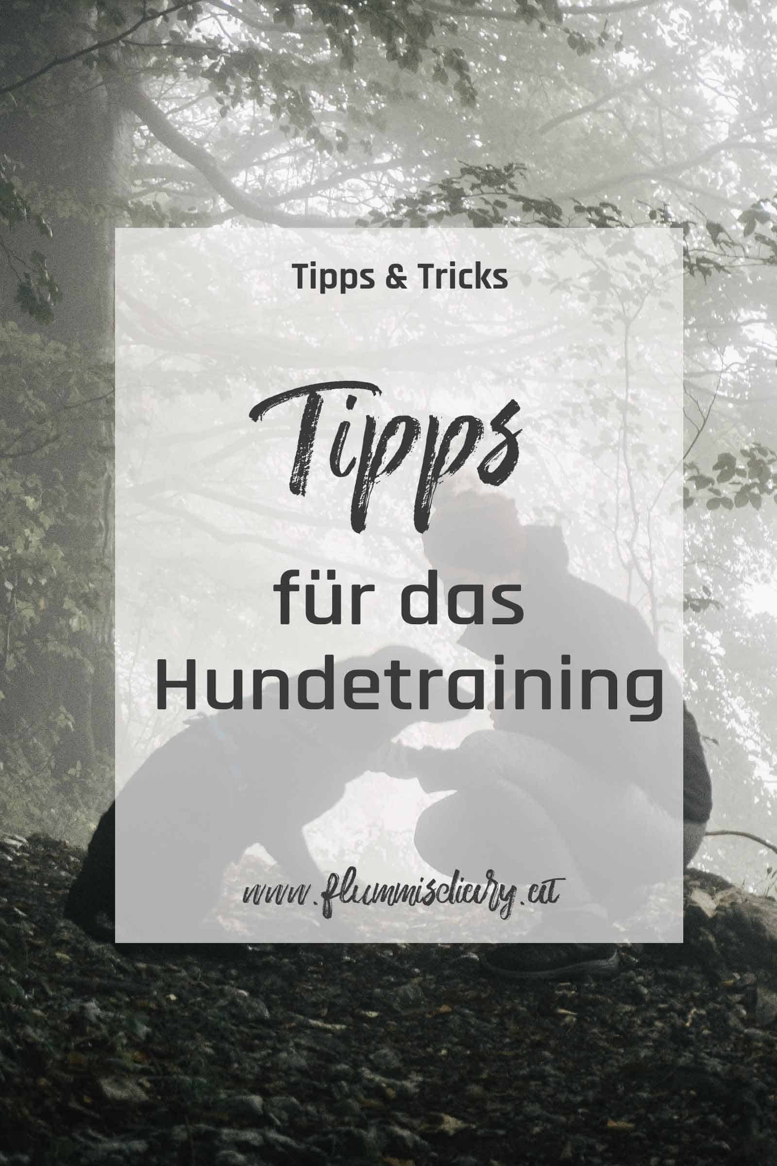 tipps-fuer-das-hundetraining