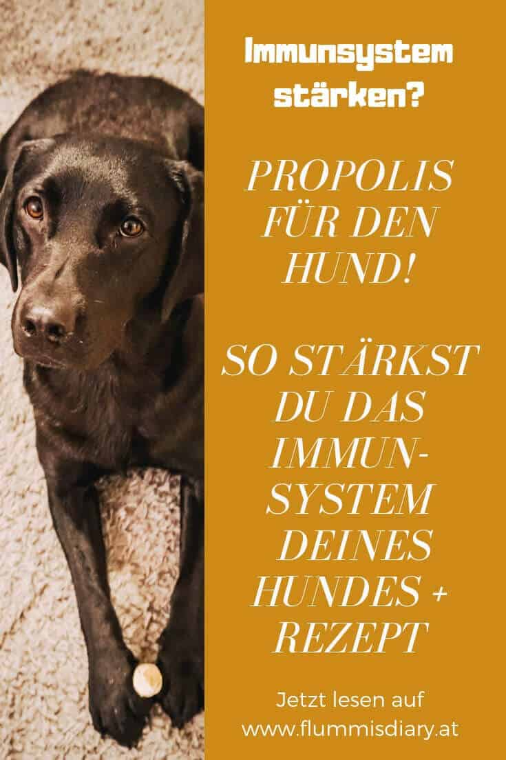 hunde-propolis-blog-tipps