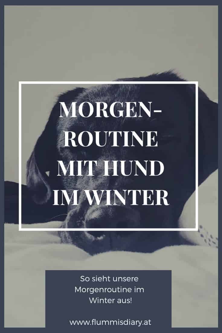 winter-routine-hund