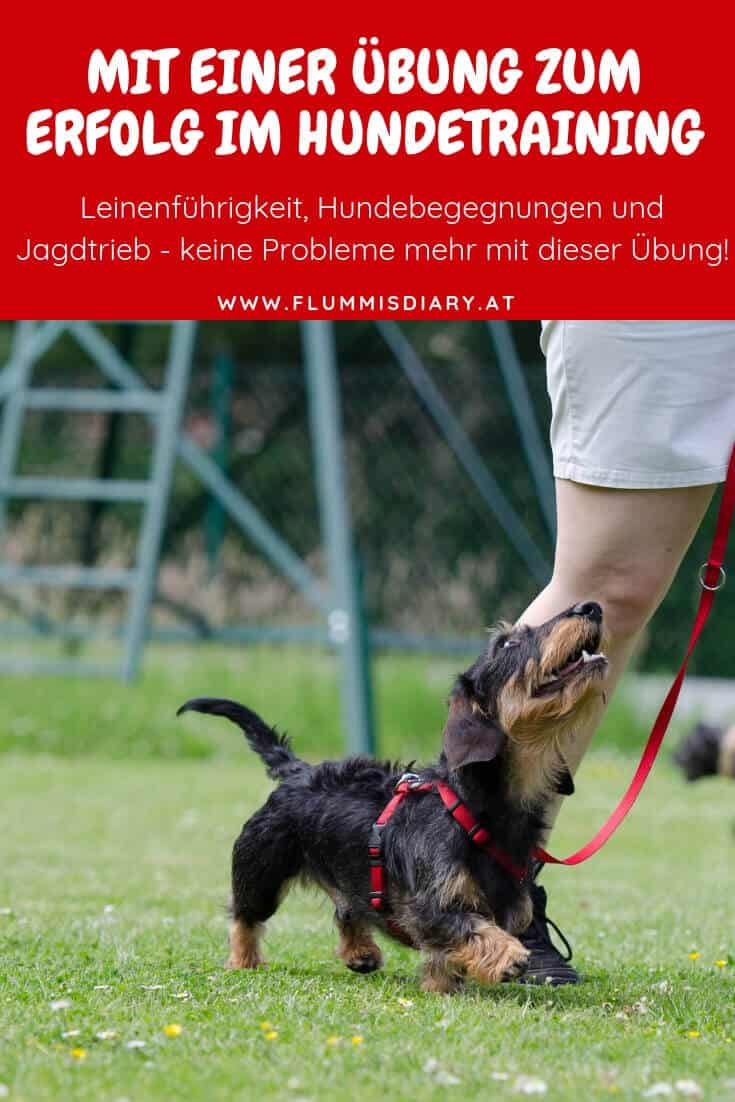 bindung-hund-uebung-training-hundetraining