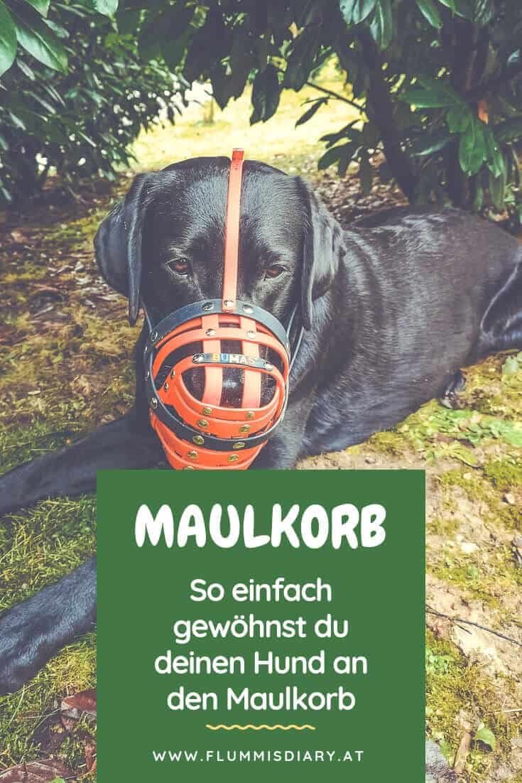 maulkorb-training-hund