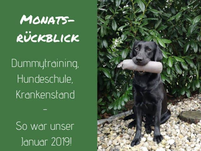 monatsrückblick-januar-2019-hundeblog