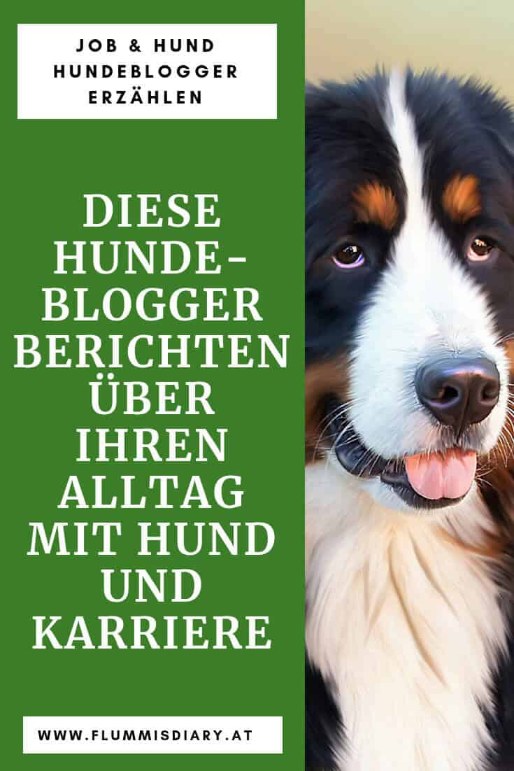 hundeblogger-vollzeitjob-hund-bericht