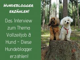 hundeblogger-vollzeitjob-hund-job