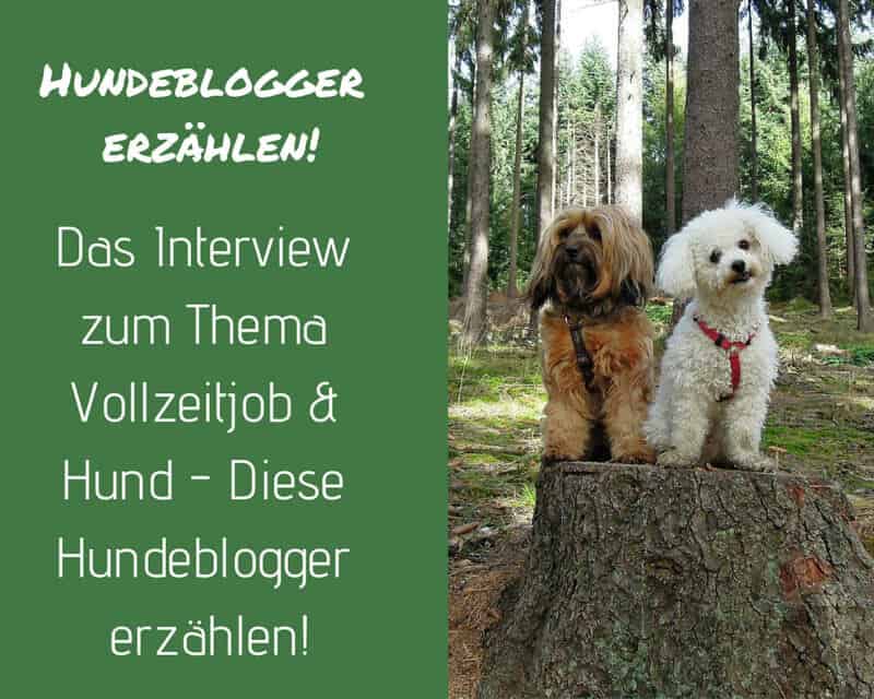 hundeblogger-vollzeitjob-hund-job