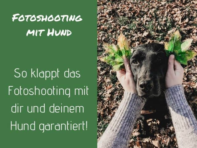foto-machen-hund-tipps