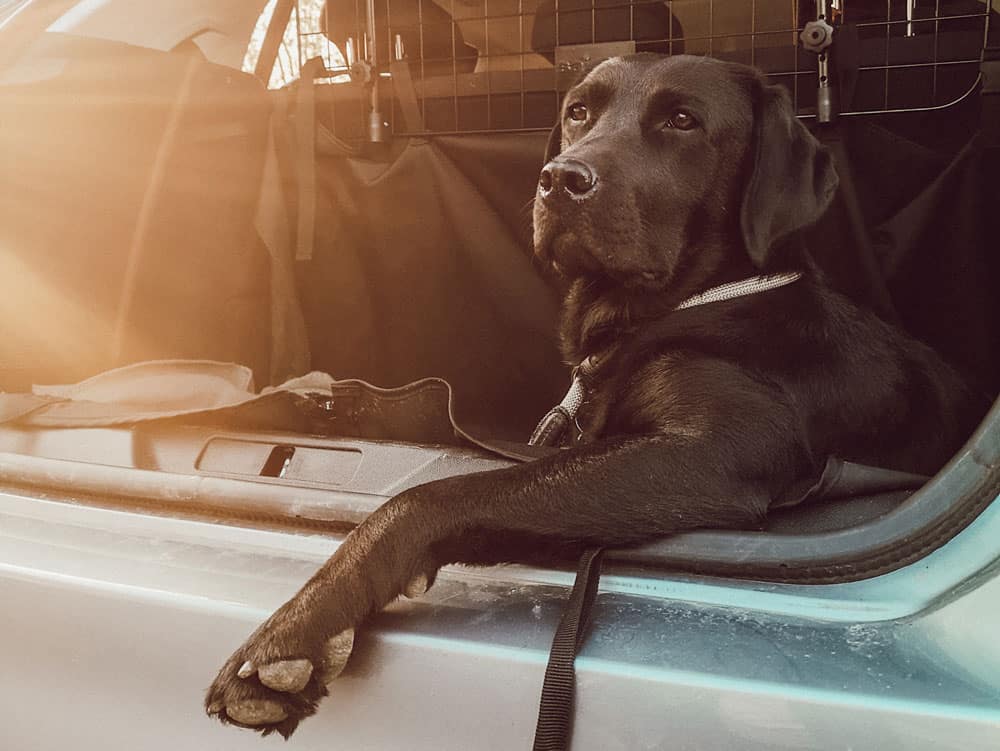 ▷ Autofahren mit Hund: so transportierst du deinen Hund sicher im Auto -  Flummi's Diary