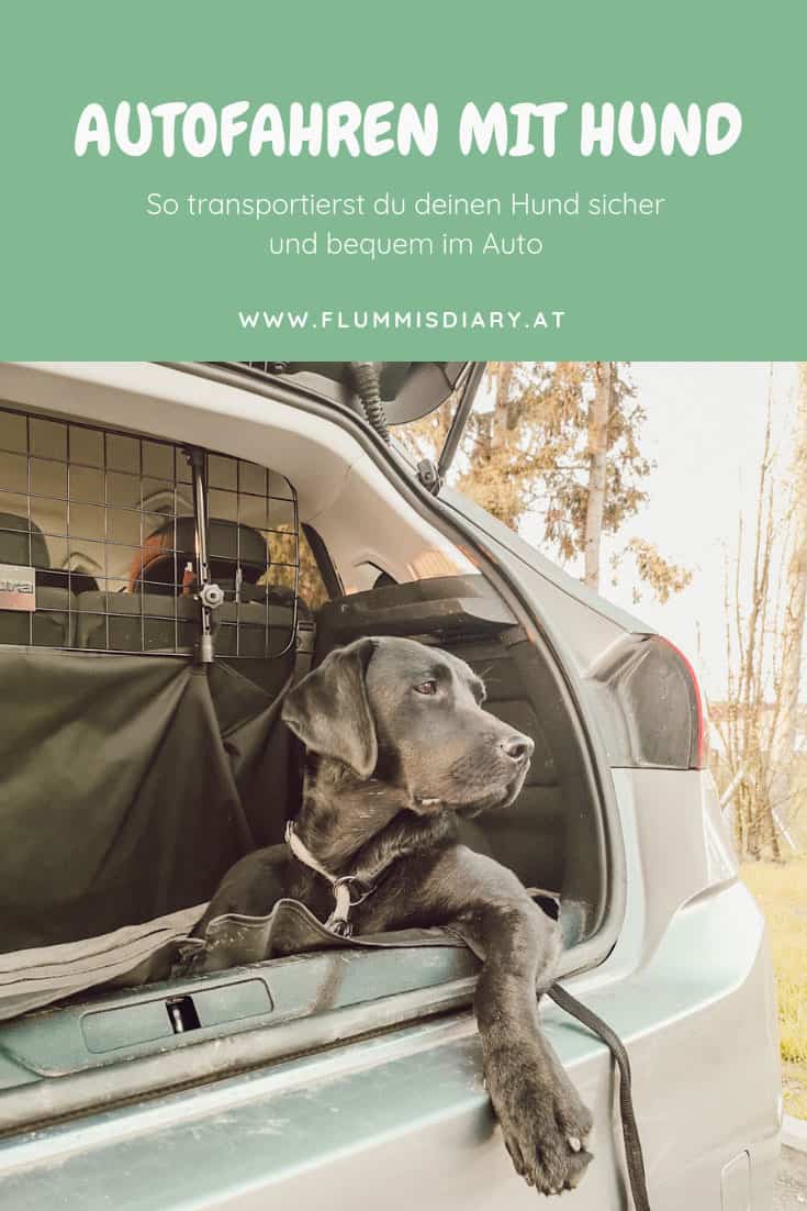 autofahren-mit-hund-tipps-flummis-diary