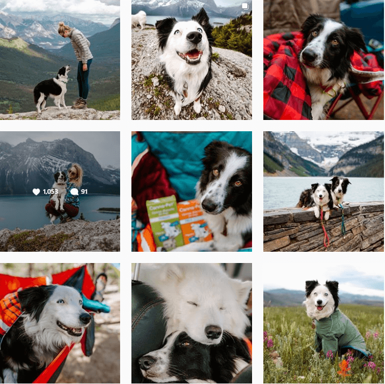5280coloradodogs-inspiration-instagram-adventuredogs.png