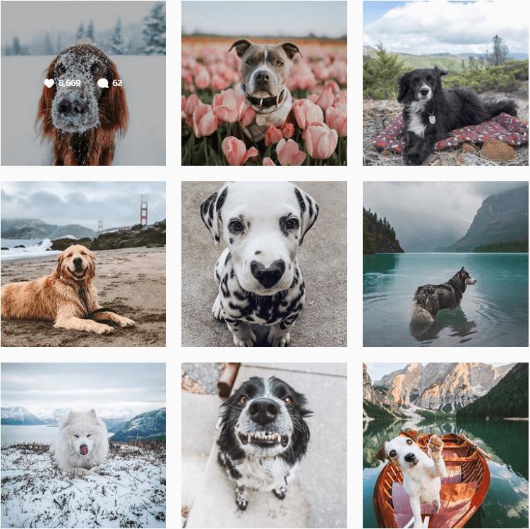 dogsthathike-inspiration-instagram-adventuredogs.png