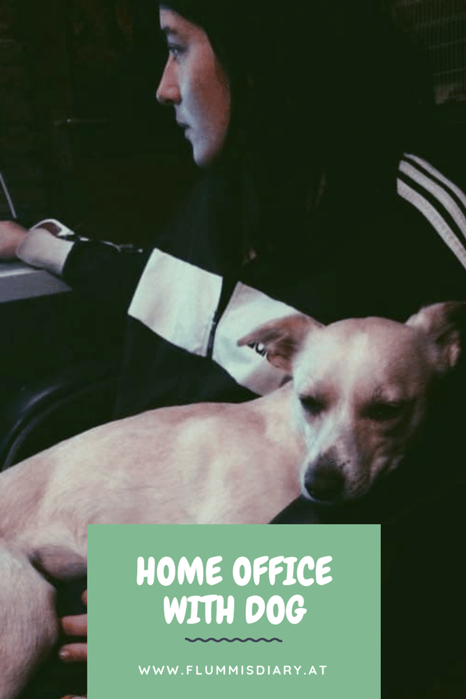 homeoffice-dog-hund-karriere-interview