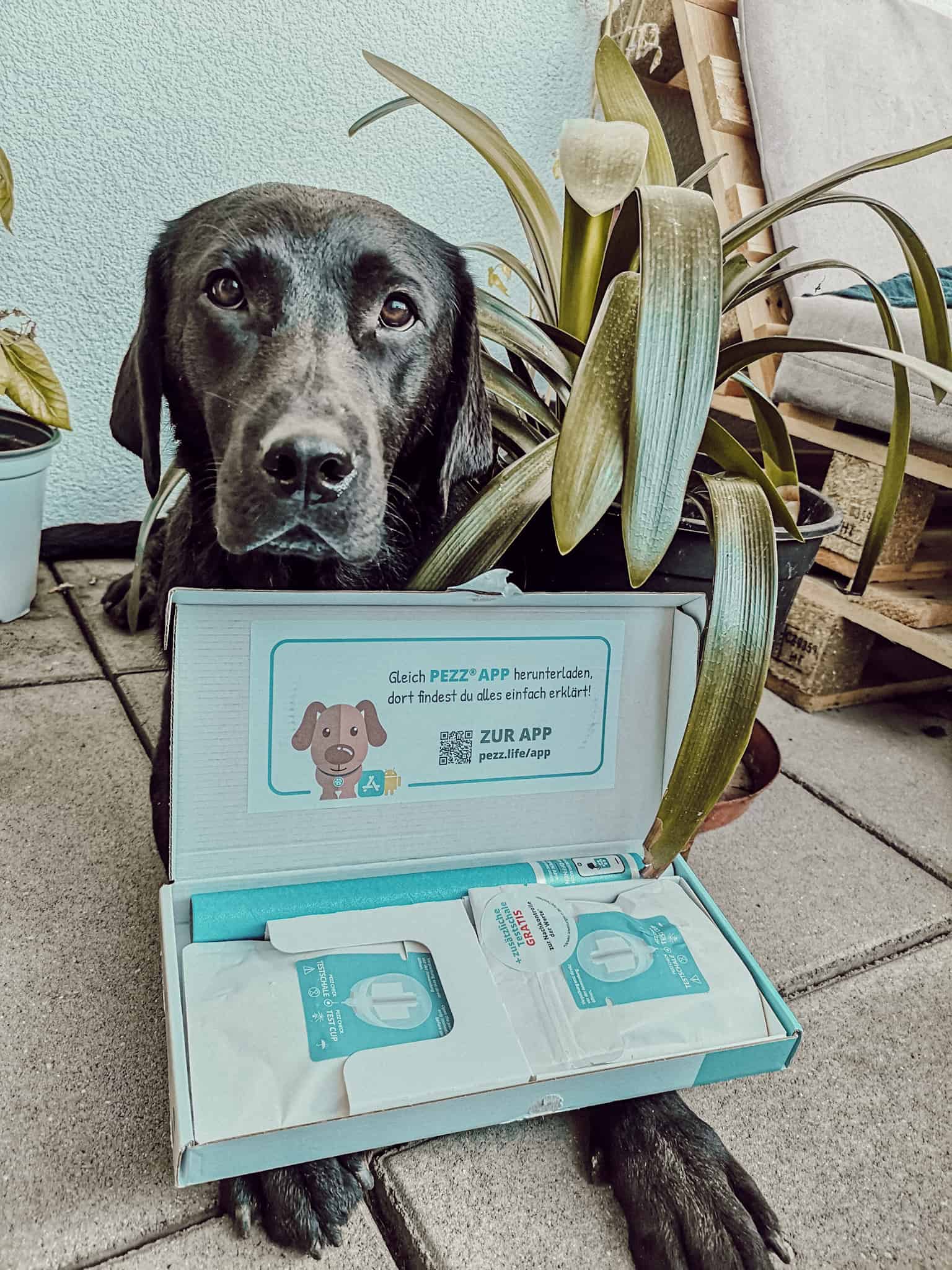 gesundheit-vorsorge-hund-test-dog