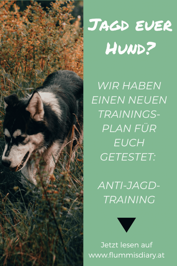 jagd-hund-training-tipps-jagen