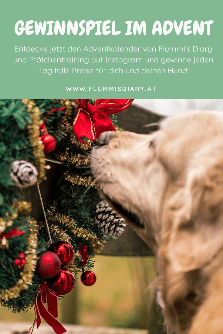 hundeadventkalender-adventskalender-hunde-dog