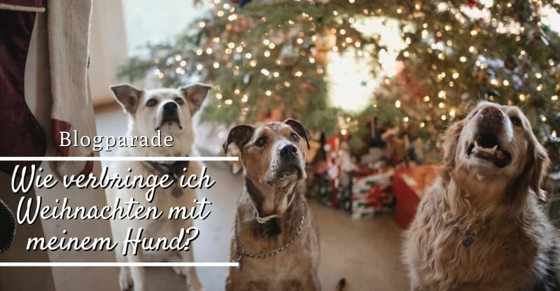 Blogparade-Wie-verbringe-ich-Weihnachten-mit-meinem-Hund