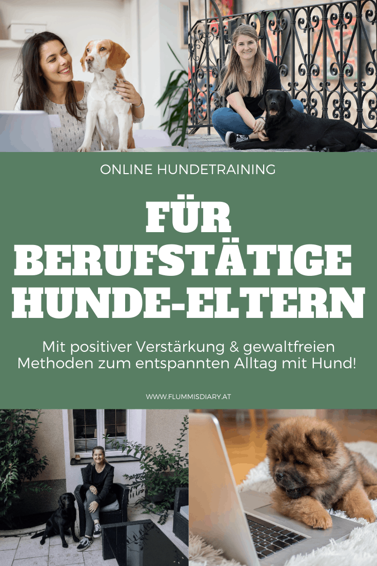hundetrainer-hundeschule-fuer-berufstaetige-job-karriere-hund-online