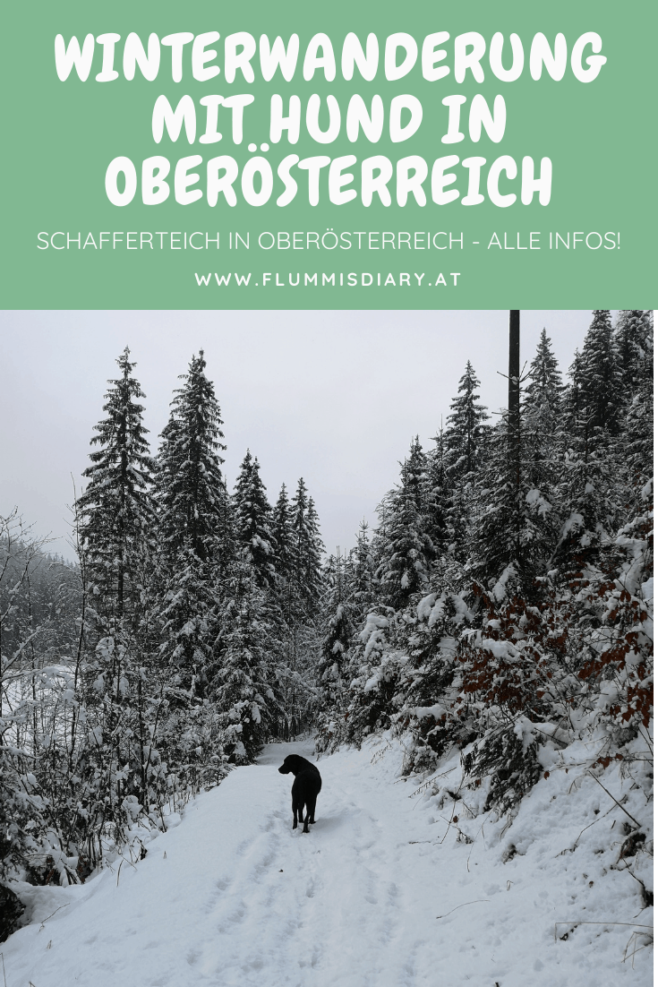 schafferteich-hund-winter-wandern-in-oberoesterreich