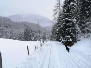schafferteich-mit-hund-winter-wanderung