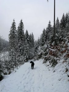 schafferteich-mit-hund-winter-wanderung-oberoesterreich