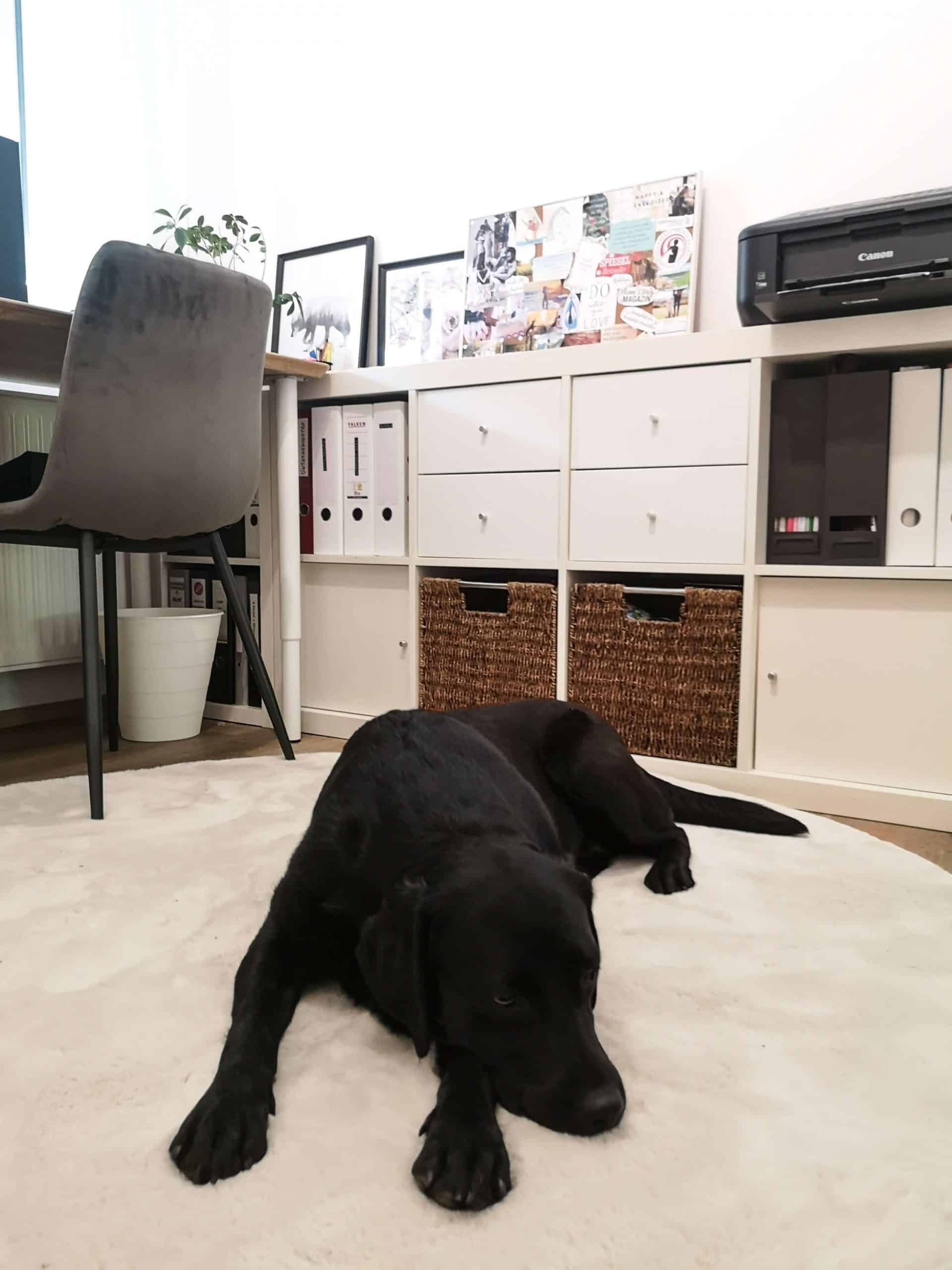 arbeitszimmer-mit-hund-home-office-hunde-officedog-homeoffice