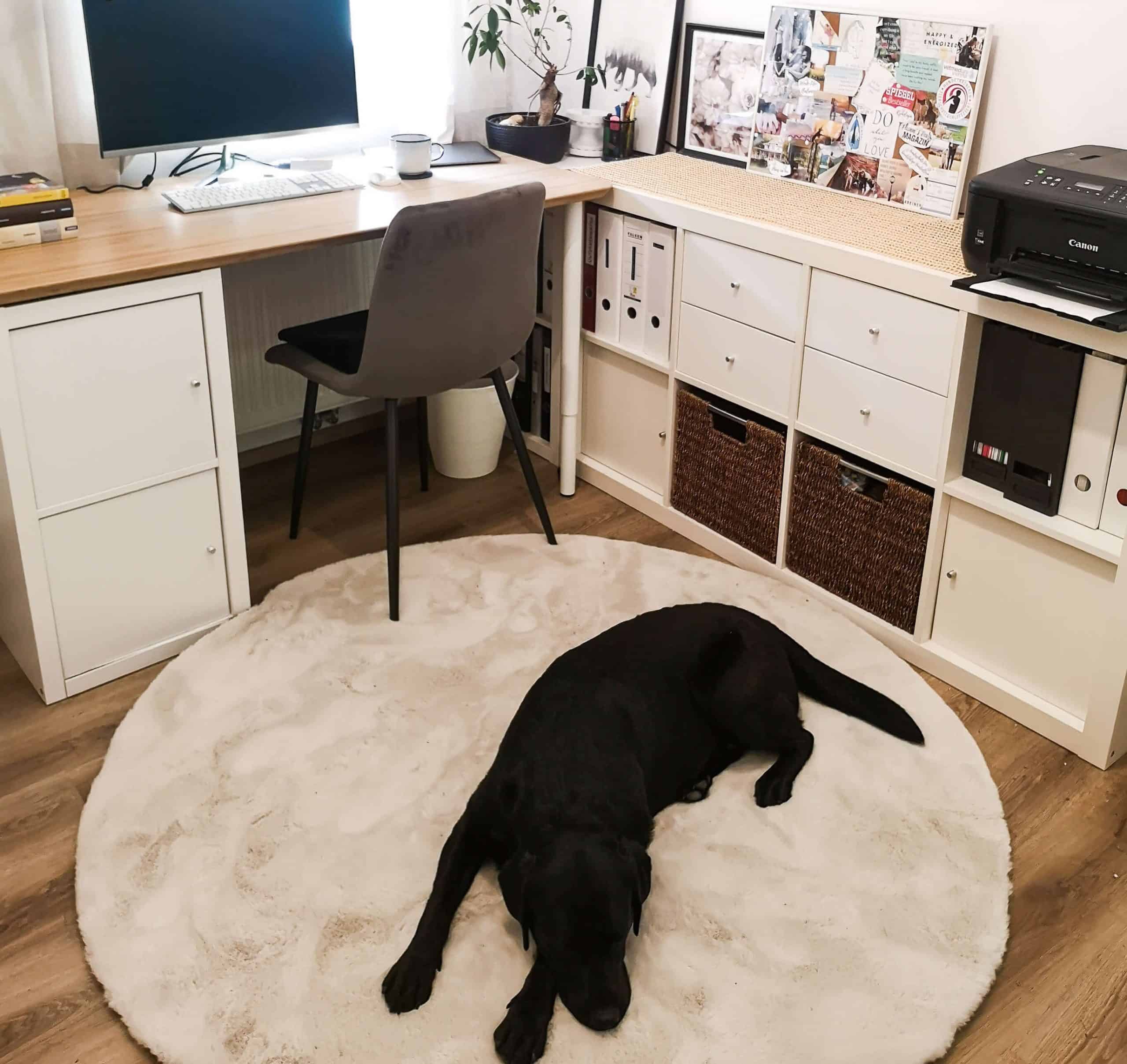 arbeitszimmer-mit-hund-home-office-hunde